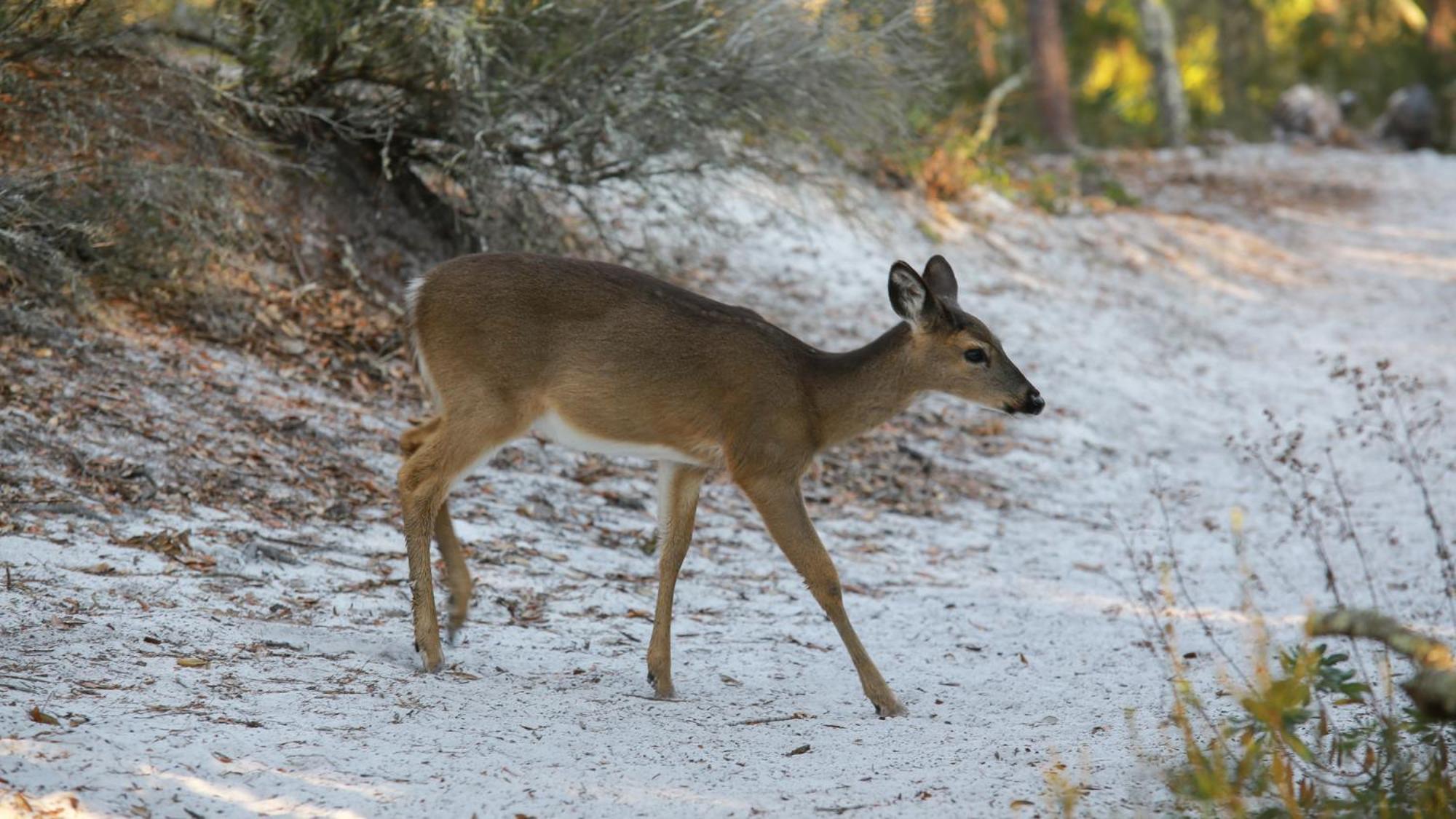 Eastern Shores 211 Santa Rosa Beach Εξωτερικό φωτογραφία